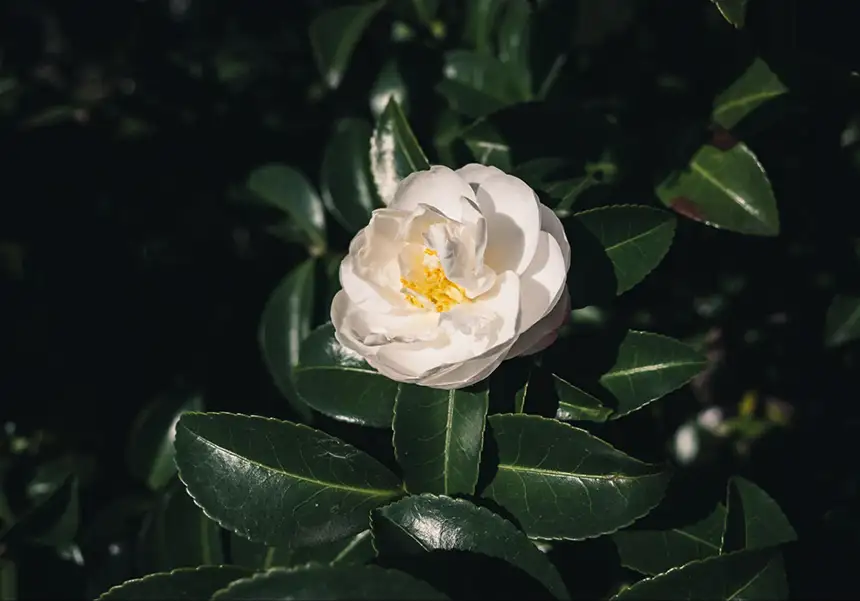 A white camellia