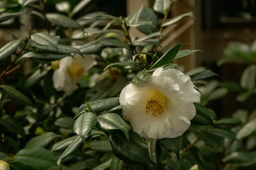 A yellow camellia