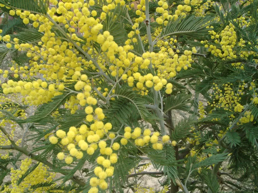 Acacia