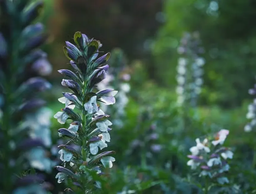 Acanthus