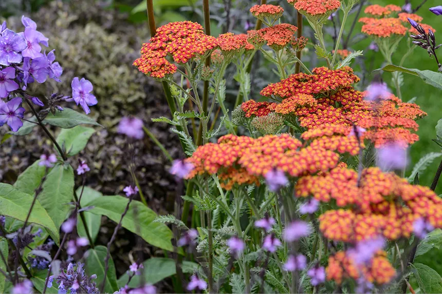 Achillea