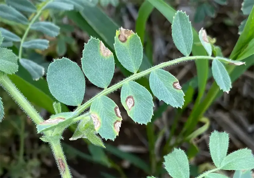 Acochyta blight