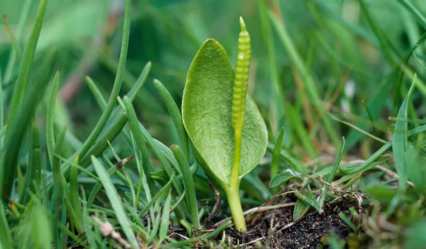 Adder’s Tongue