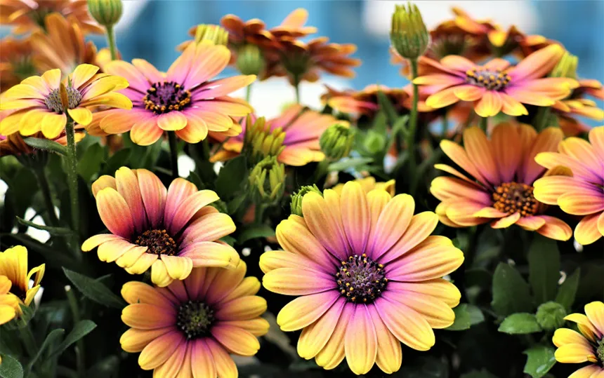 African Daisy