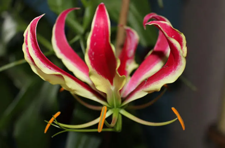 African Flame Lily