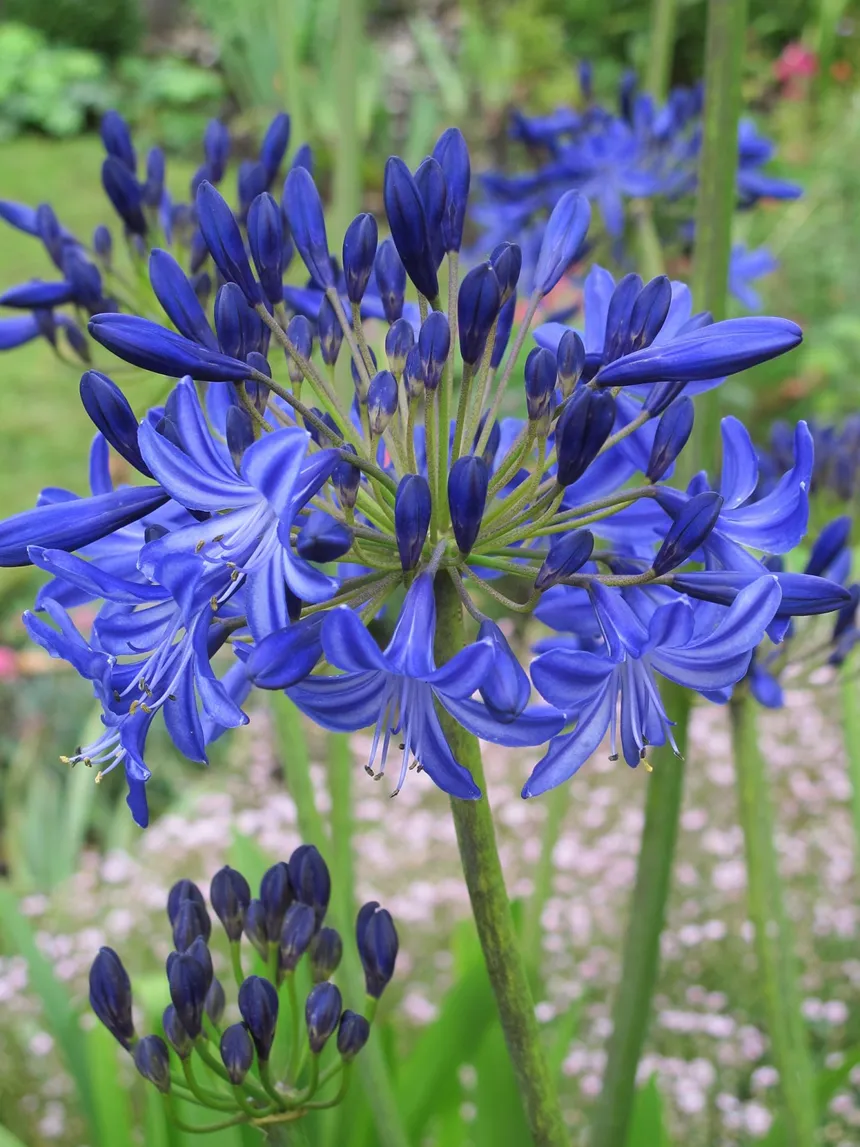 Agapanthus