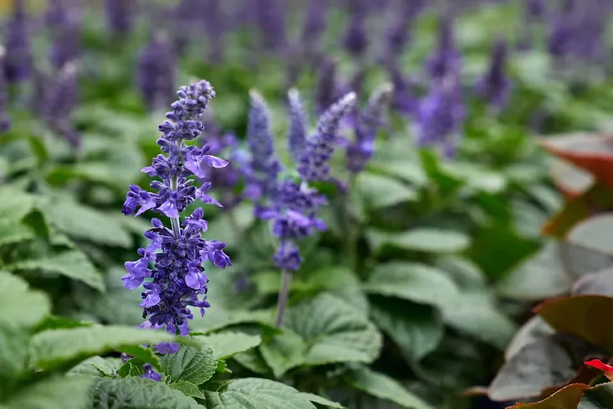 Agastache Foeniculum