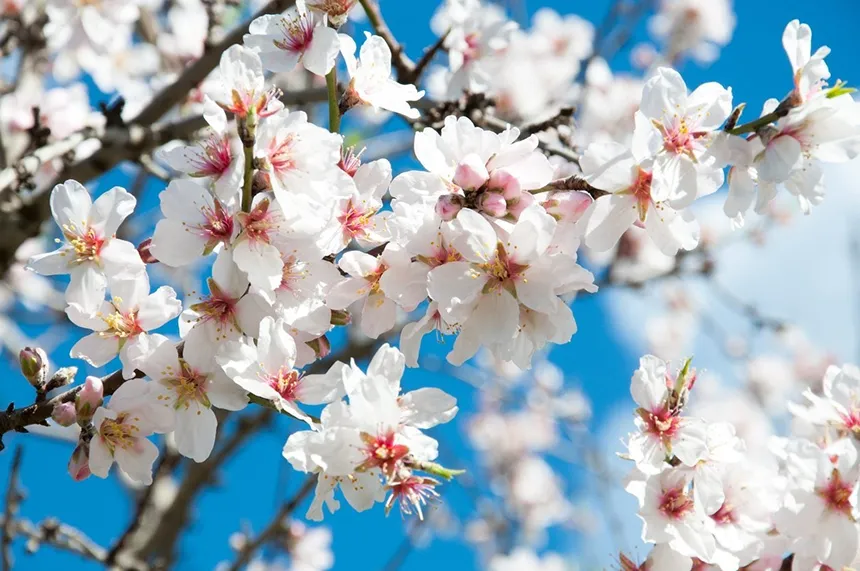 Almond Blossom