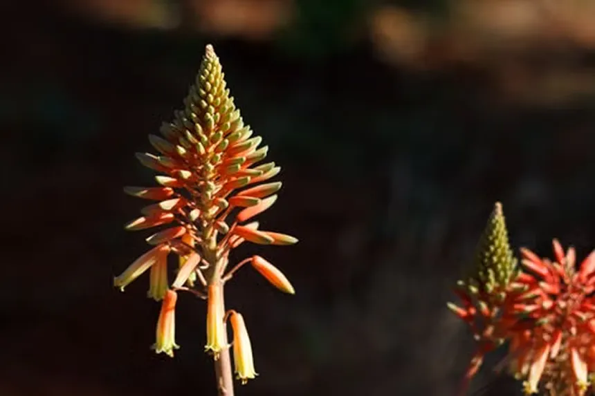 Aloe Succotrina