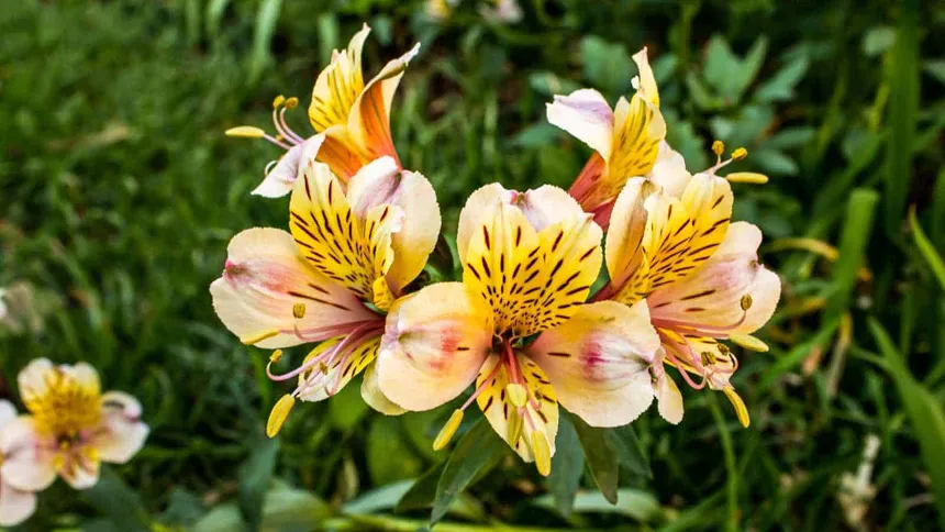 Alstroemeria