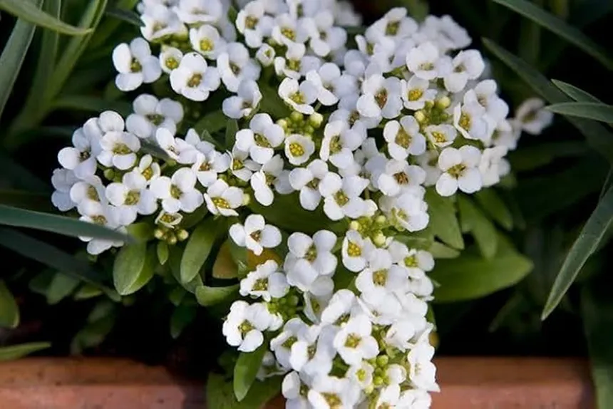 Alyssum