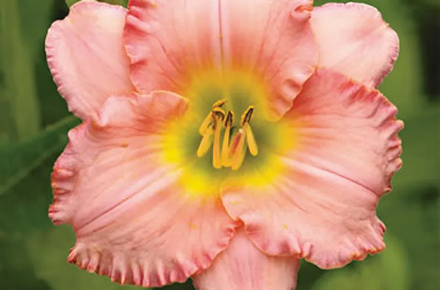 Ambrosia