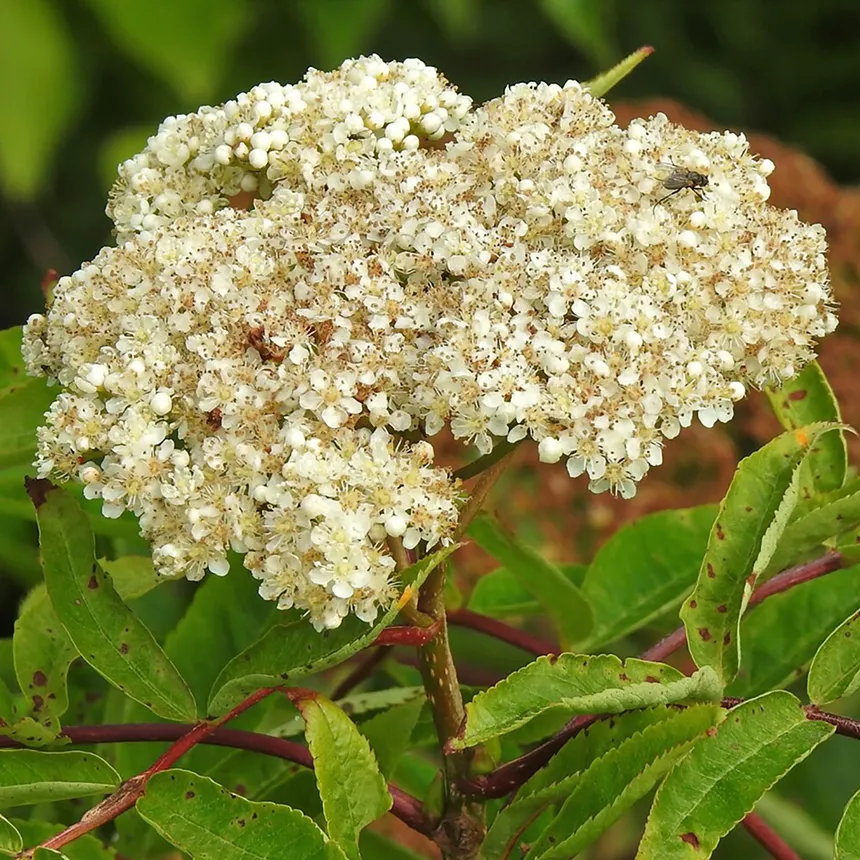 American Ash
