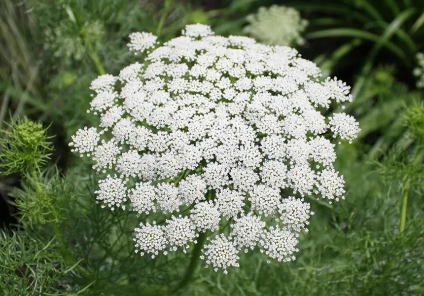 Ammi majus