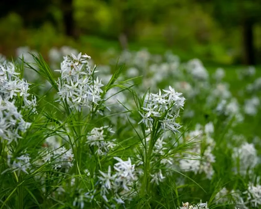 Amsonia Tabernaemontana