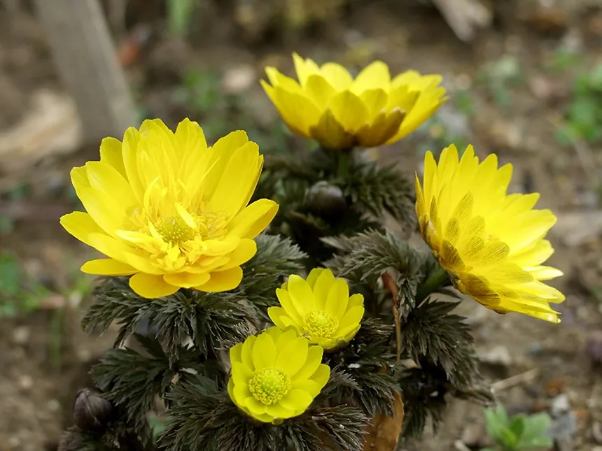 Amur Adonis