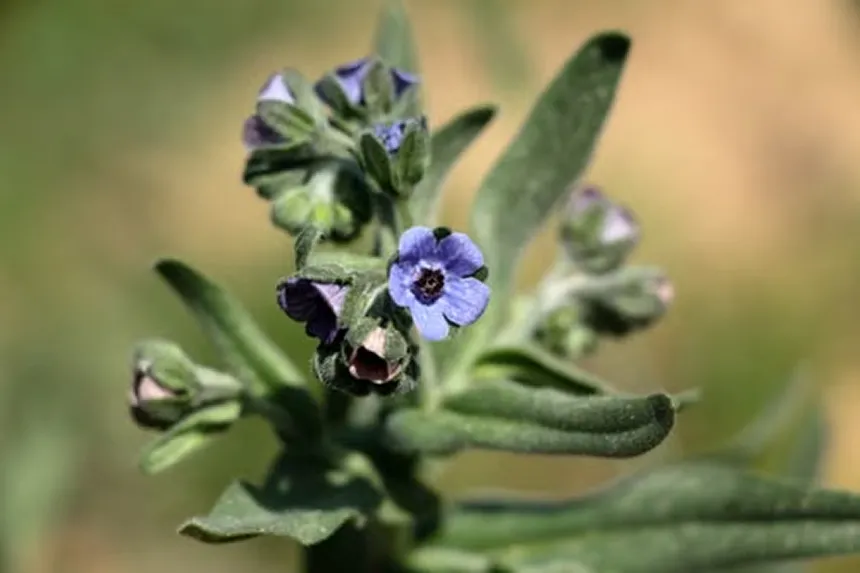 Anchusa Aurea