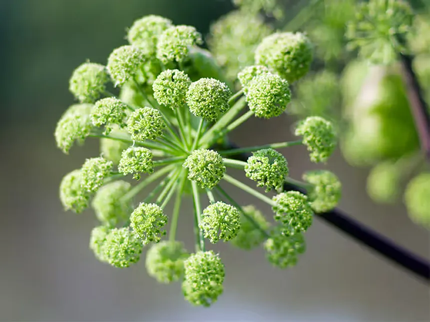 Angelica
