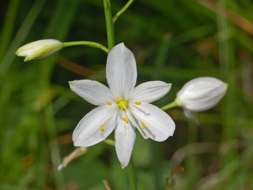 Anthericum