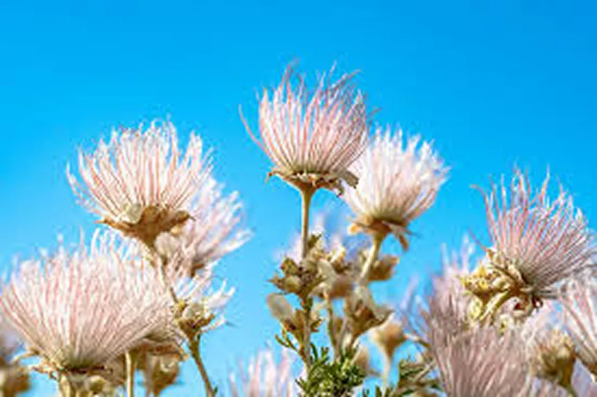Apache Plume