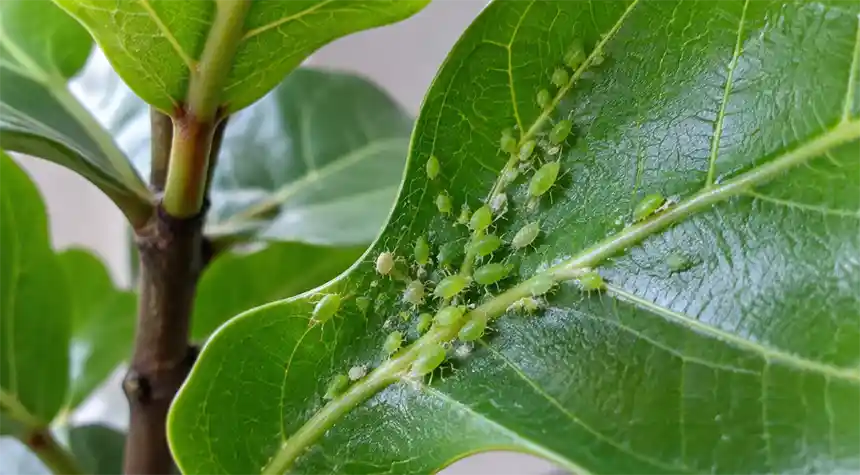 Aphids