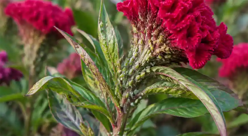 Aphids