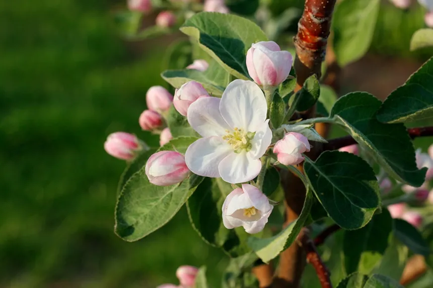 Apple Blossom