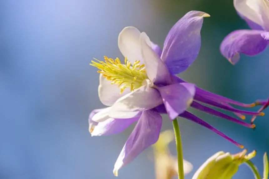 Aquilegia