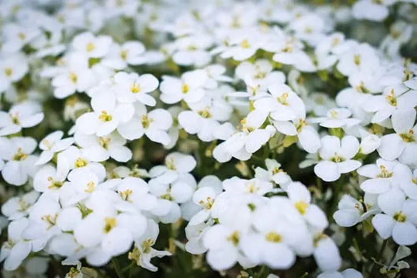 Arabis Alpina 