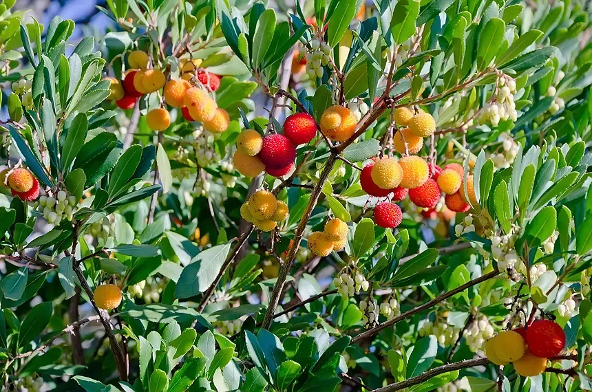 Arbutus