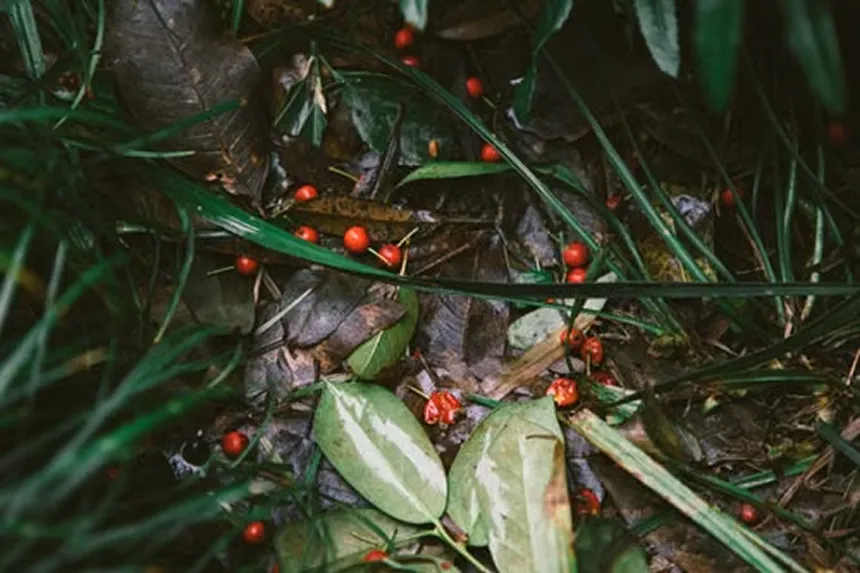 Ardisia