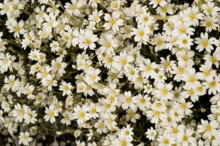 Arenaria Montana 