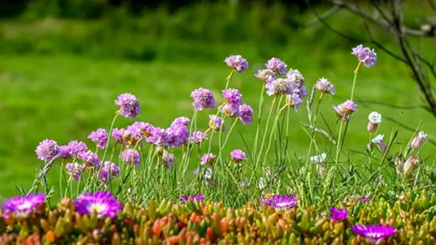 Armeria Maritima 