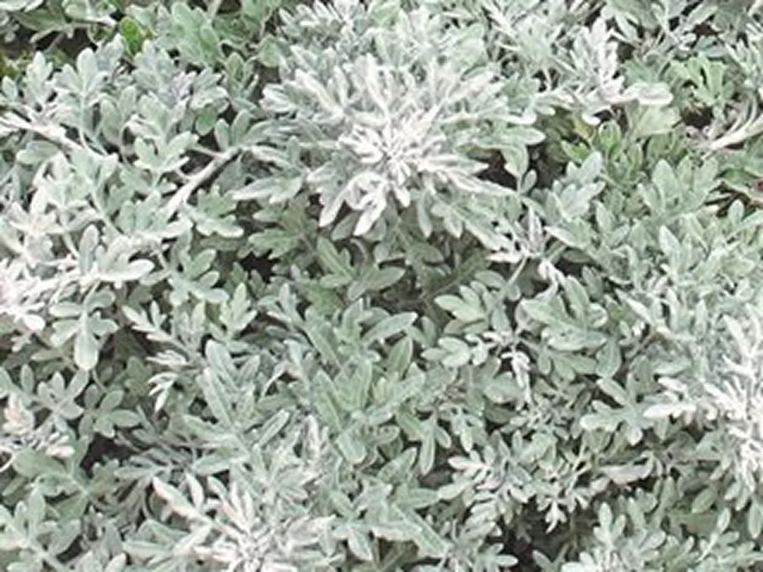Artemisia