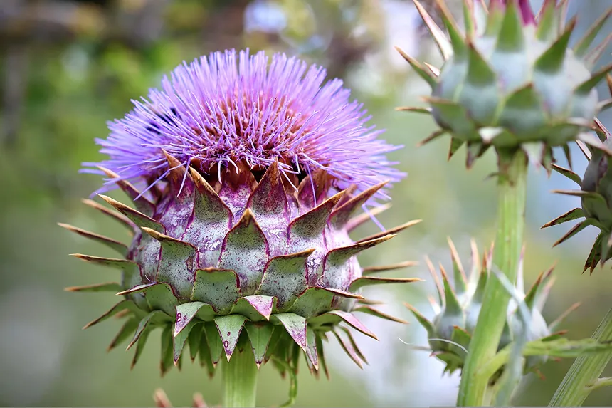 Artichoke Thistle