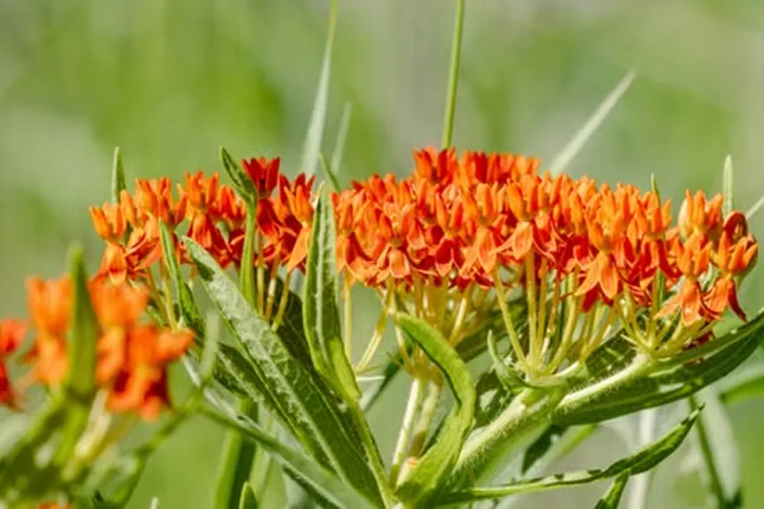 Asclepias Tuberosa 