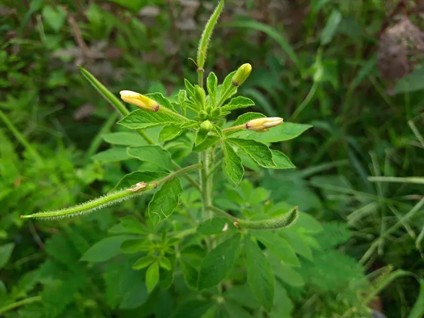Asian Spider Flower