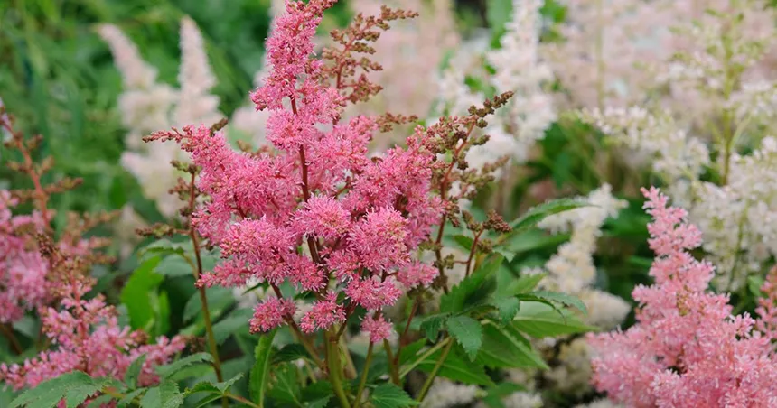 Astilbe Flower
