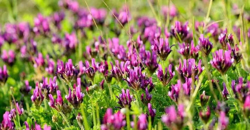 Astragalus