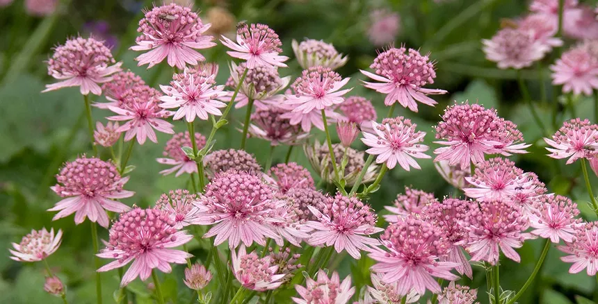 Astrantia