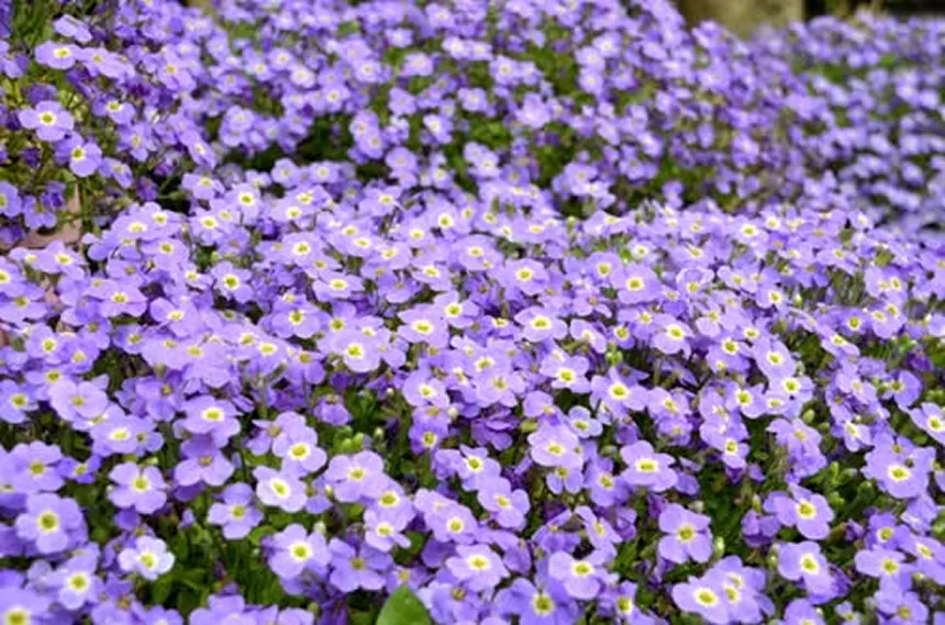Aubrieta Deltoidea