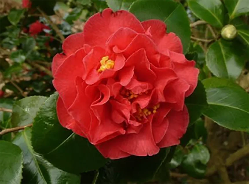 Australis