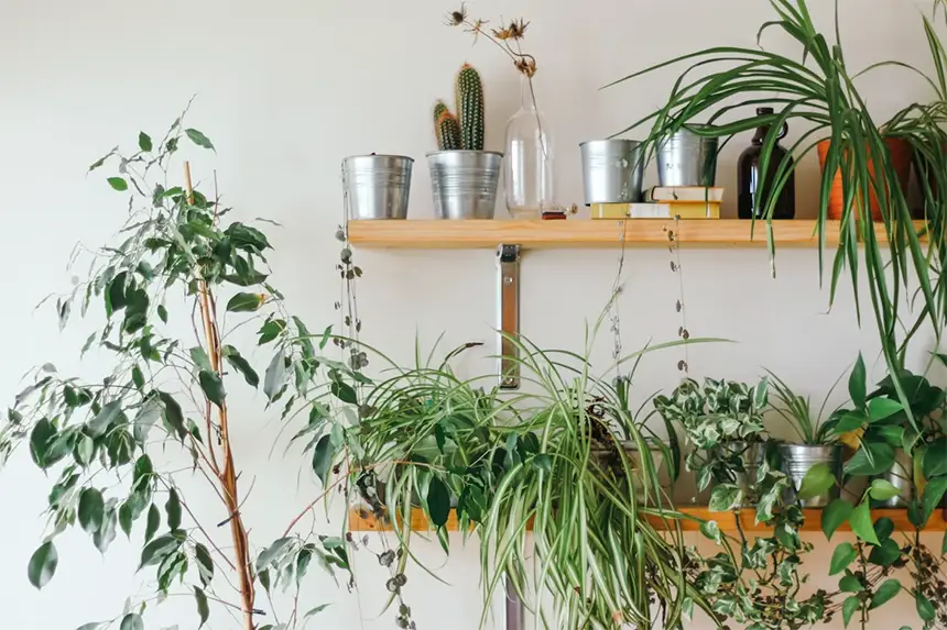 Bloom Brilliantly Without Direct Sunlight