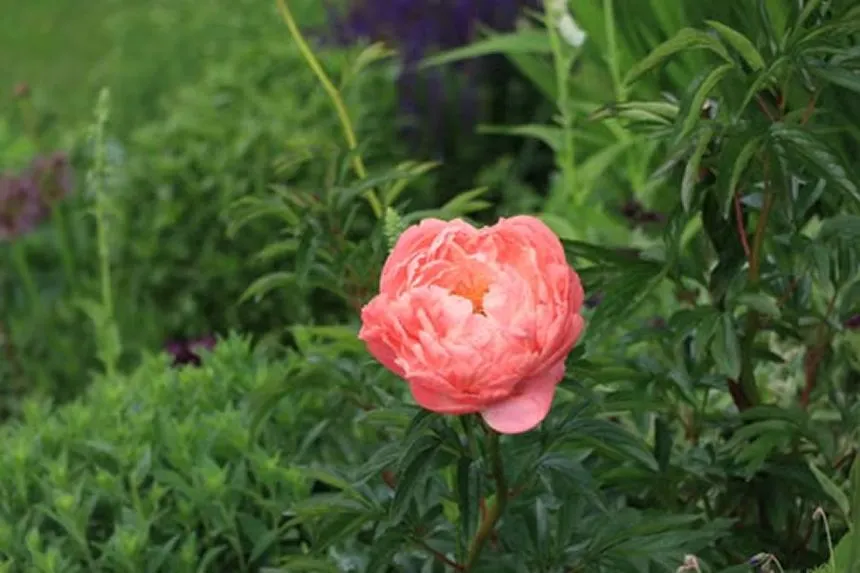 Blooming Coral Sunset Peony
