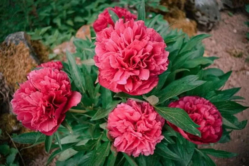 Blooming Diana Parks Peony Variety