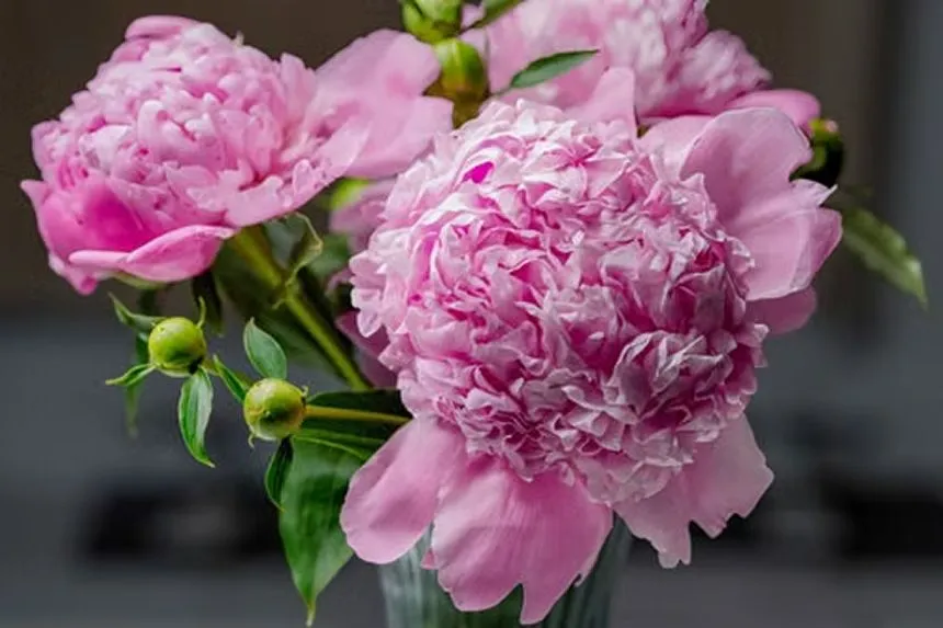 Blooming Sarah Bernhardt peony 