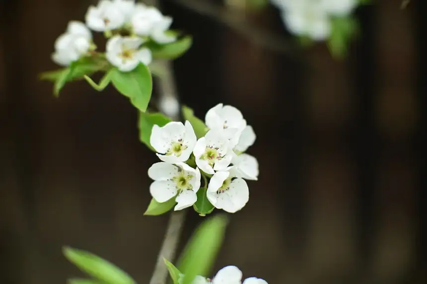 Bradford Pear Tree