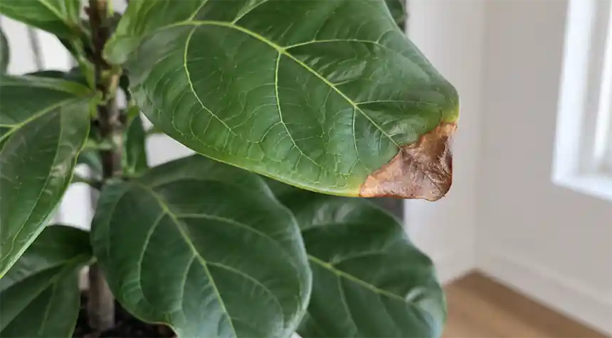 Brown Leaf Tip