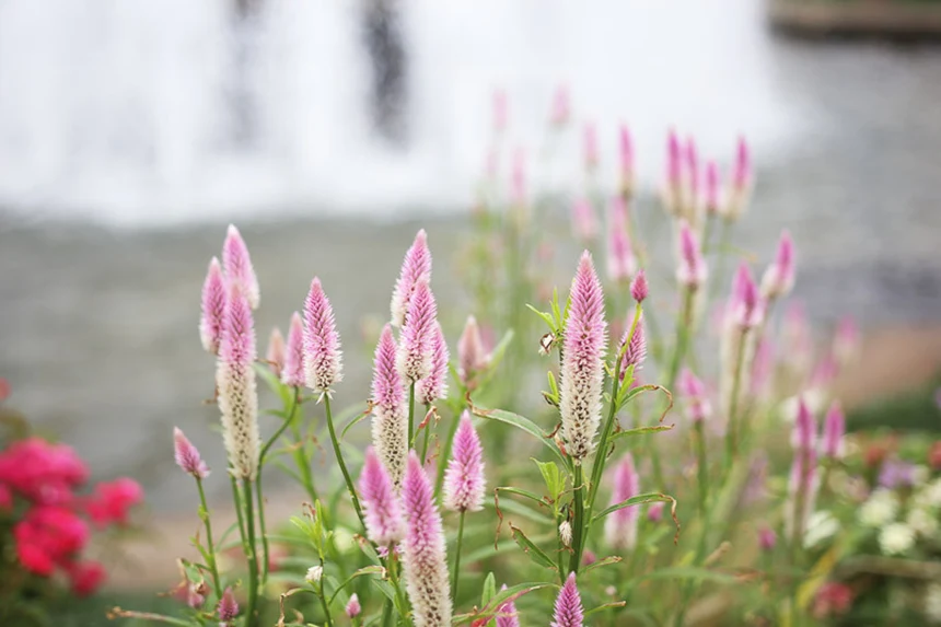 Celosia Argentea
