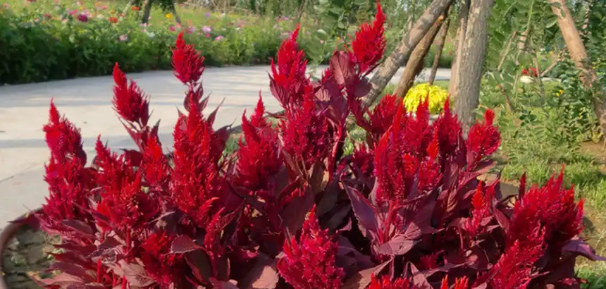 Celosia Plumosa